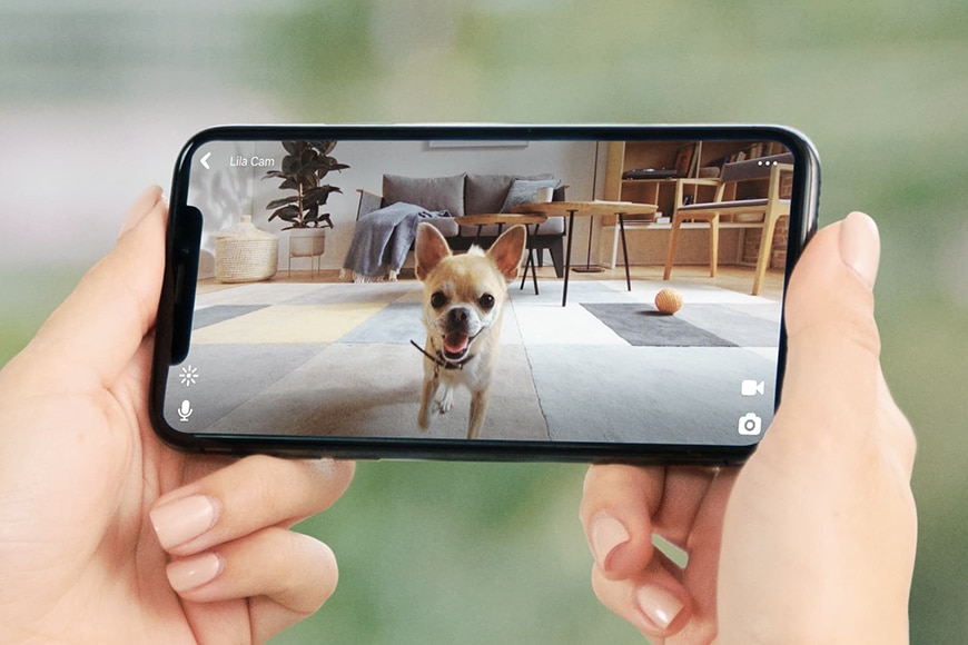 Keep an Eye on Your Pet: Exploring the Benefits of Pet Cameras插图2