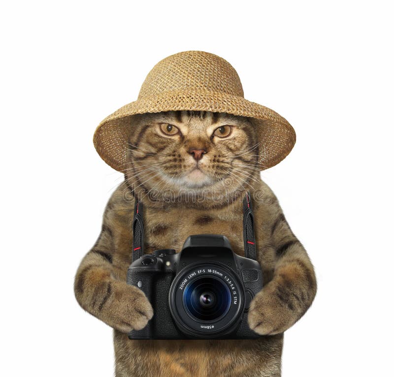 cat camera